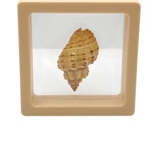 Decorative Seashell Display 2.75x2.75